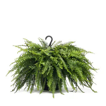Lowe's Boston Fern in 1.5-Gallon Hanging Basket | Lowe's