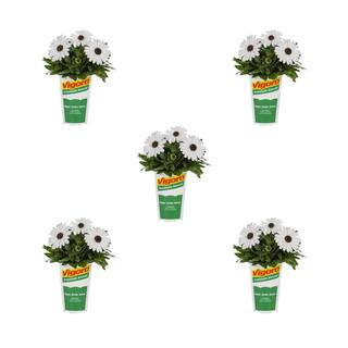 1.5 Pt. Osteospermum African Daisy Margarita White Annual Plant (5-Pack) | The Home Depot