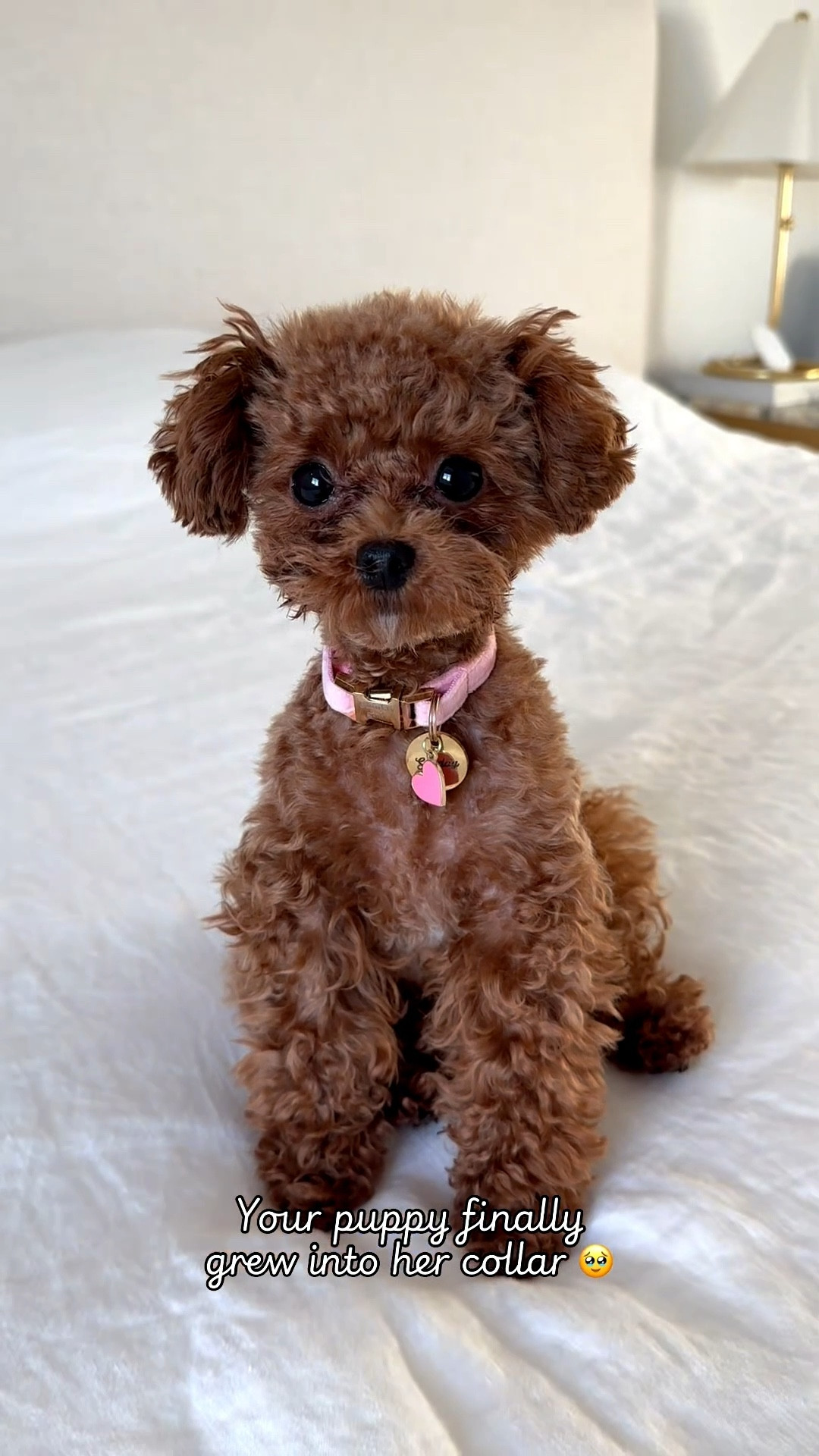 Collar details 🎀 #puppy

#LTKdayinmylife #LTKgrwm #LTKPetite