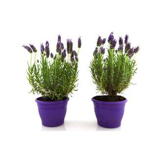 1 Gal. English Lavender Plant with Incredible Purple Color and Fragrance (2-Pack) | The Home Depot