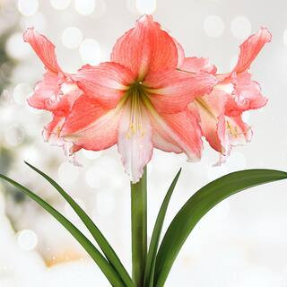 26/28cm, Tinkerbell Amaryllis Flower Bulbs (Bag of 6) | The Home Depot