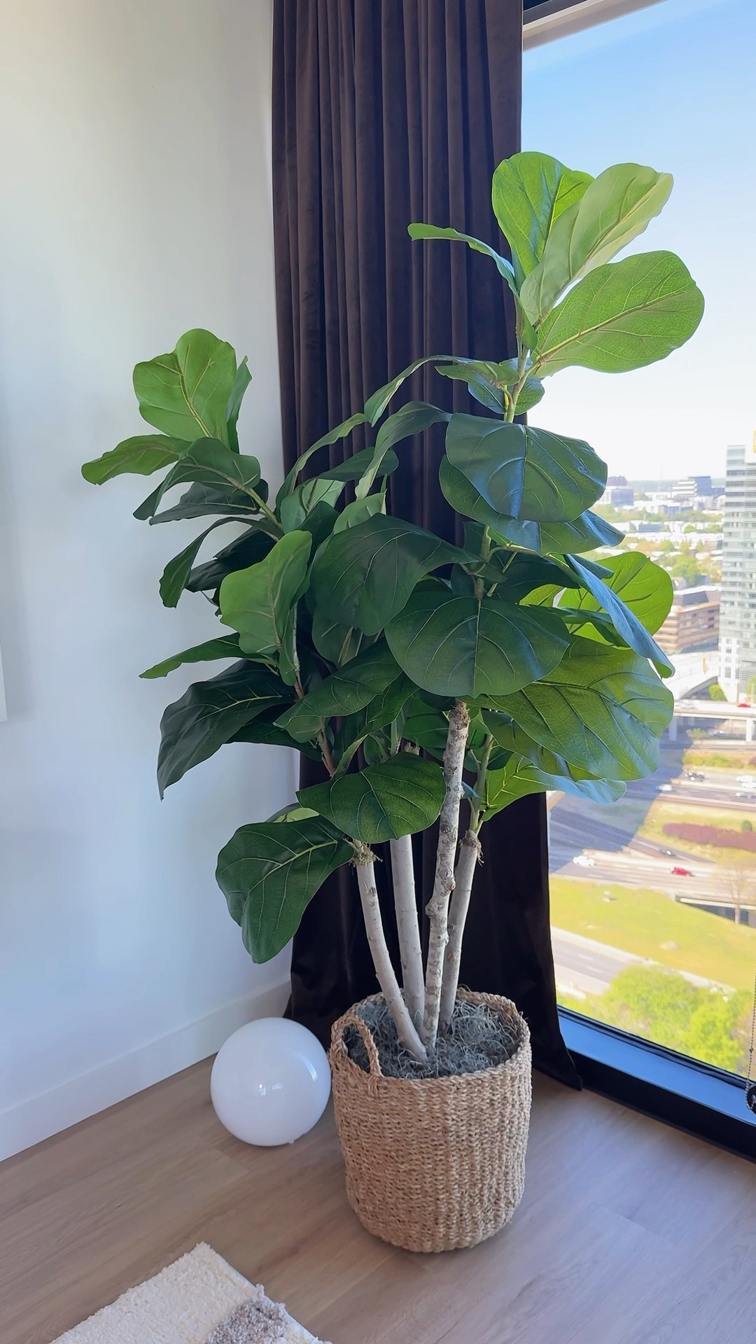 Absolutely obsessed with this Fiddle from Wayfair 🌱 🪴 It adds the perfect touch to my living room.

#LTKHome #LTKvlog #LTKdayinmylife