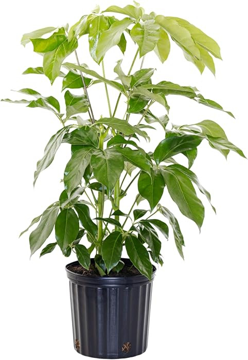 United Nursery Schefflera Amate Live Plant Umbrella Plant, 36\u201342 inches Tall in 10 inch Pot,... | Amazon (US)