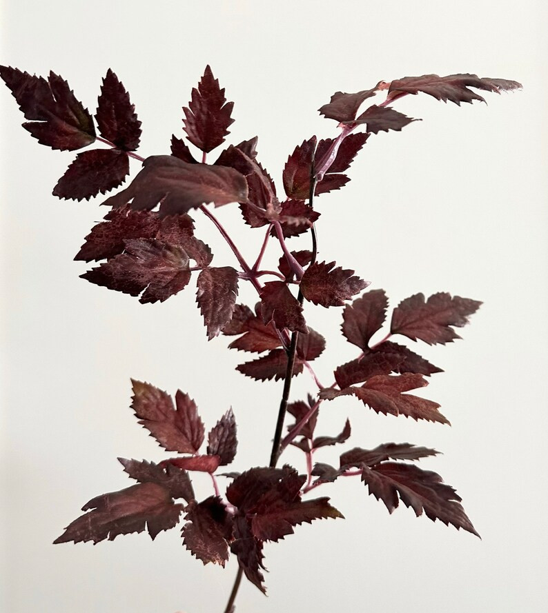 Faux Plum Cimicifuga Ramosa Leaf Spray 19.5 - Etsy | Etsy (US)