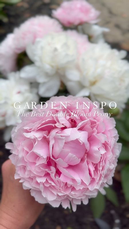 The best double bloom peonies! 

Pink - Sarah Bernhardt 
White - Festivus Maximus 


I bought my peony plants at a local nursery but you can buy plants and bare roots online that ship! 

#LTKstyletip #LTKVideo #LTKhome