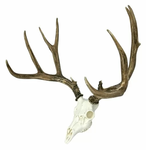 Loon Peak® Mule/Deer European Wall Décor & Reviews | Wayfair | Wayfair North America