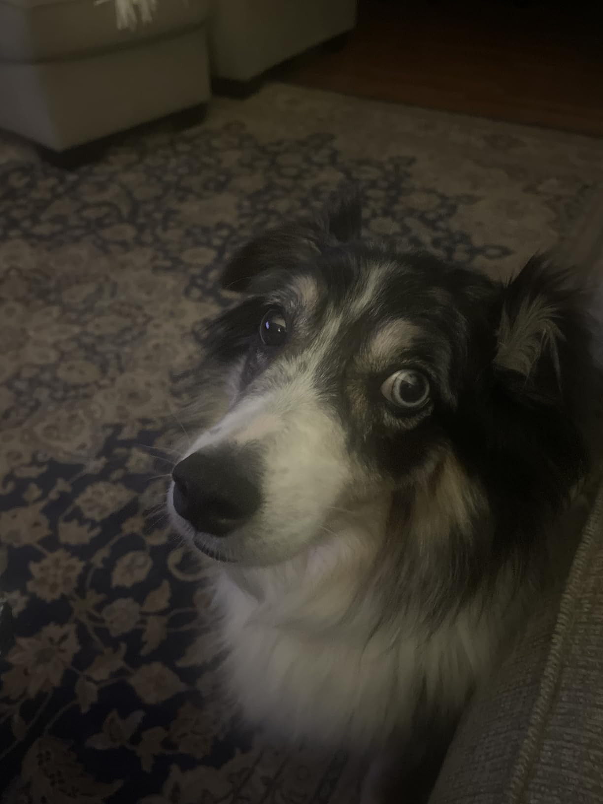 VetIQ Glucosamine Hip & Joint Supplement for Dogs, 180 Soft Chews, Joint Support Supplement with ... | Amazon (US)