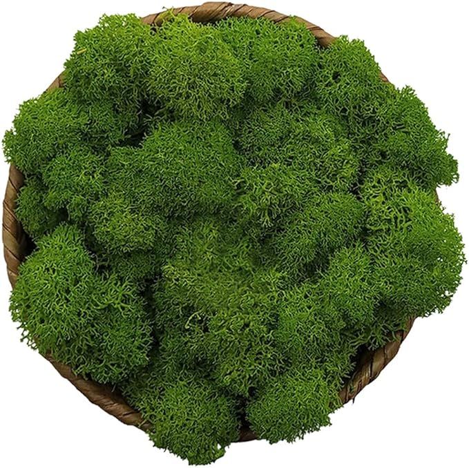 Amazon.com: Moss Preserved, Green Moss for Fairy Gardens, Terrariums, Any Craft or Floral Project... | Amazon (US)