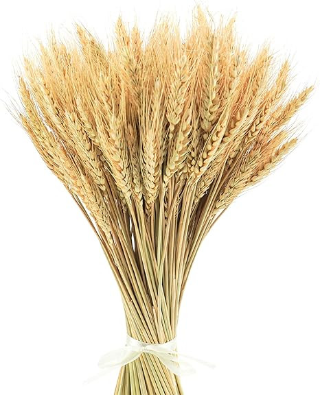 Phliofd Dried Wheat Stalks, 200 Stems Dried Flowers 100% Natural Wheat for Home Kitchen Office Fl... | Amazon (US)