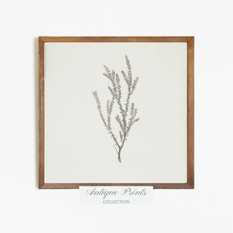 Set of 3 Neutral Branch Square Drawing Vintage Botanical - Etsy | Etsy (US)