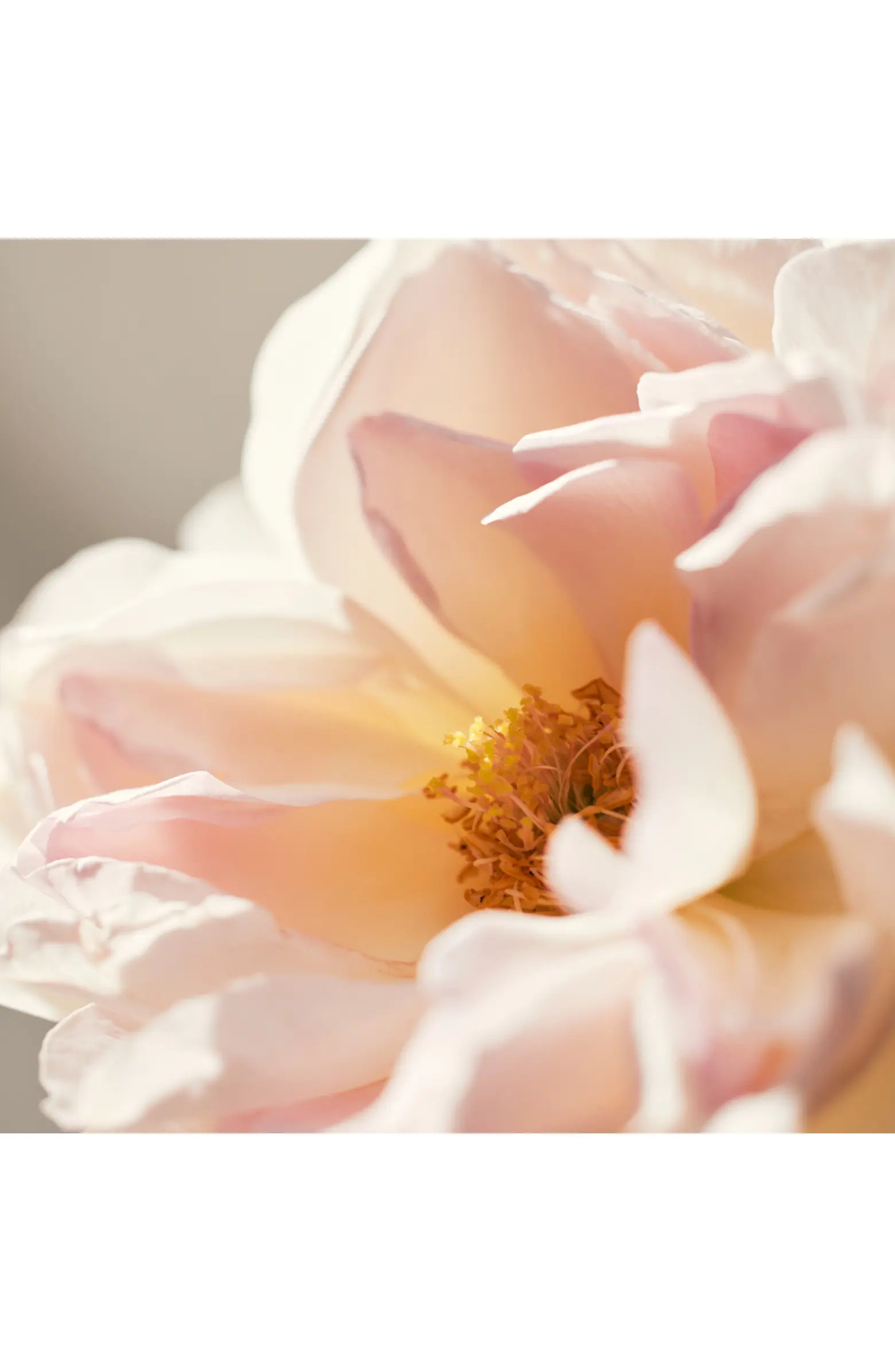 Roses de Chloé Eau de Toilette Spray | Nordstrom
