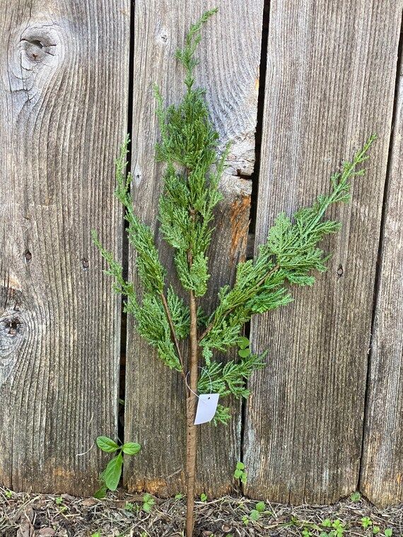 Cedar Spray Cedar Pick Floral Supplies | Etsy | Etsy (US)
