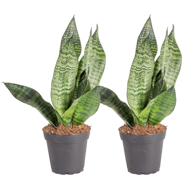 Costa Farms Snake Plant House Plant in 4-in Pot | Lowe's