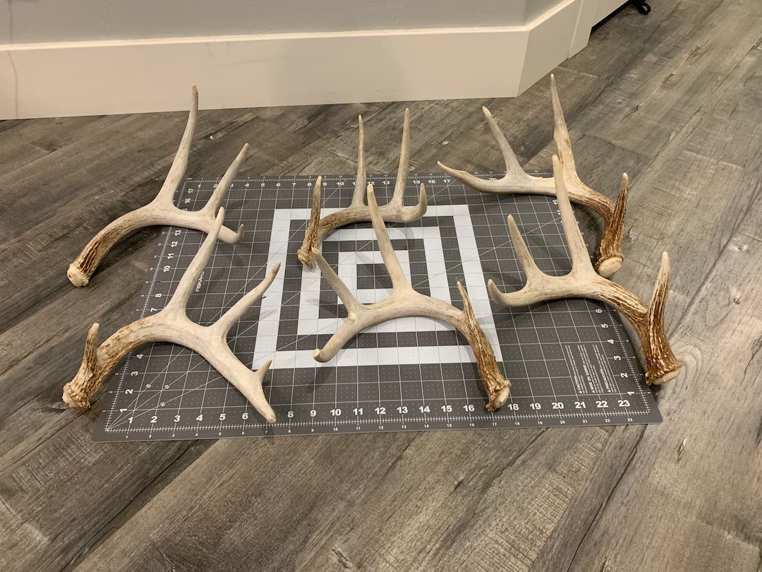 Large Whitetail Deer Antlers 2 Packs Available - Etsy | Etsy (US)