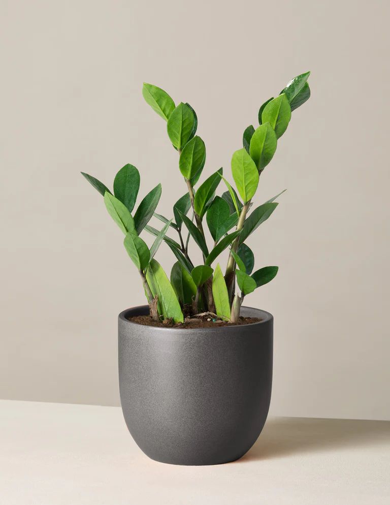 ZZ Plant | The Sill