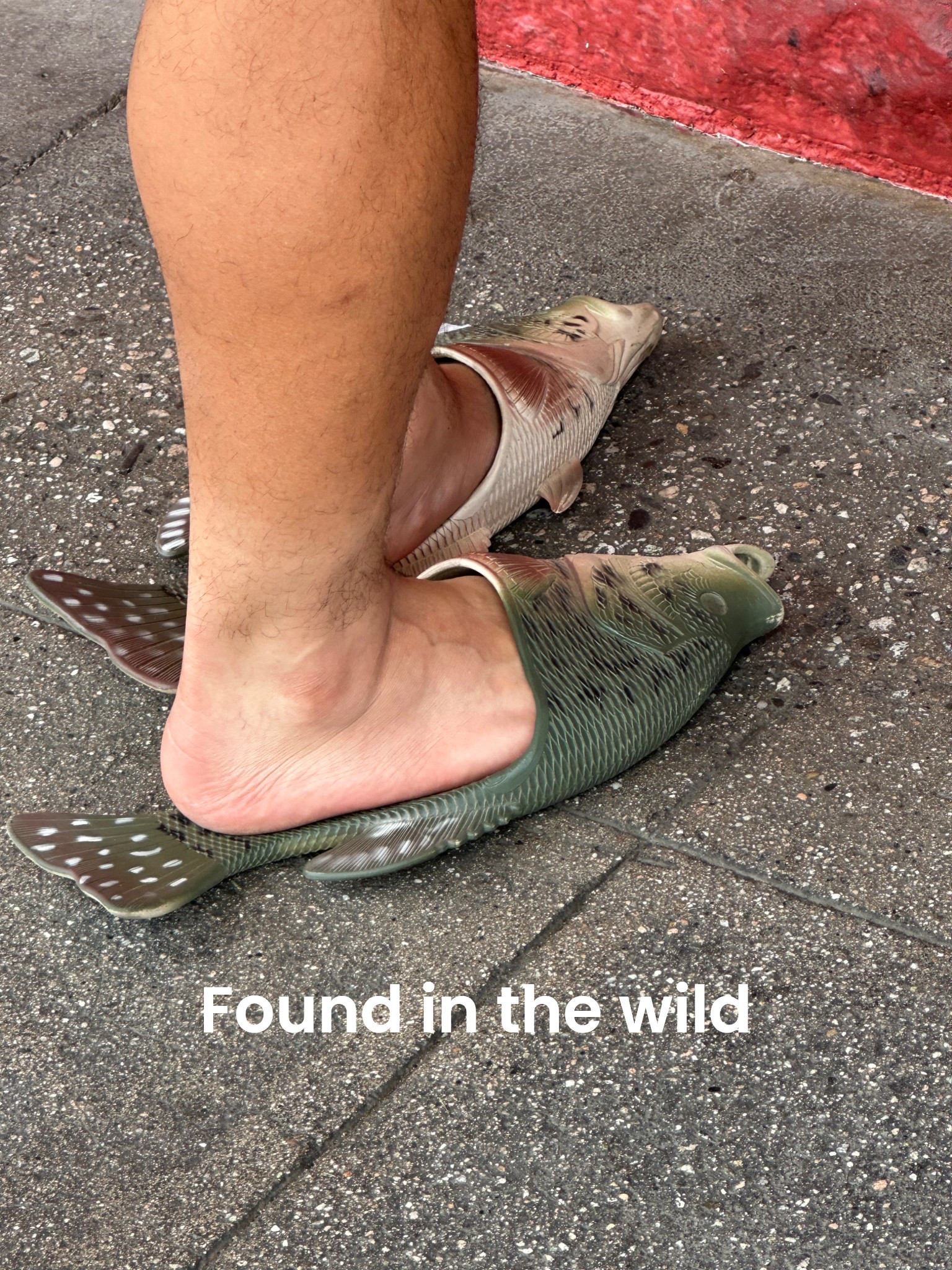 Caught these fish in line at a taco stand!