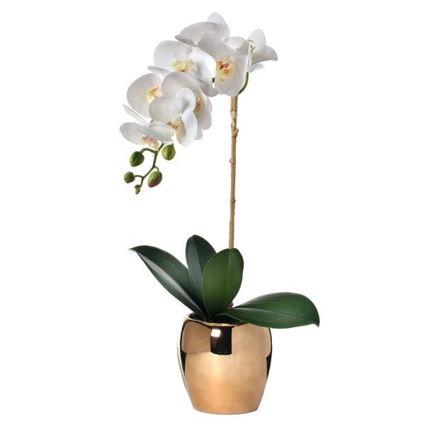 Phalaenopsis Orchids Stem in Pot | Wayfair North America