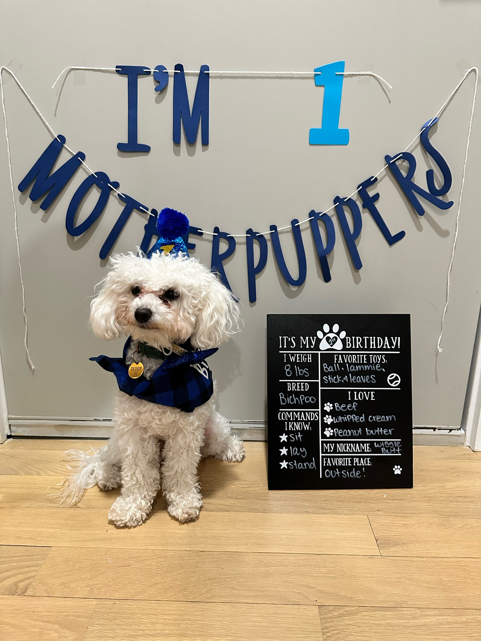 Puppy & dog birthday supplies! Hat & string sign have reusable numbers & the sign uses chalk or chalk markers so can be used again and again  

#LTKfamily #LTKHoliday #LTKhome