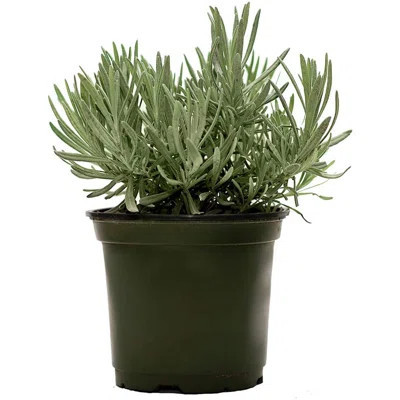 American Plant Exchange English Lavender, Live Aeromatic Plant, 6-Inch Pot, Flowering Houseplant Perfect for Windowsills | Wayfair North America