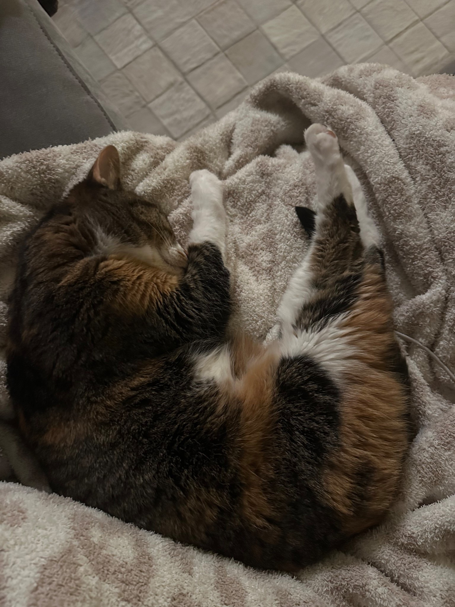 Barefoot Dreams CozyChic® Barefoot in the Wild® Throw
Cyber Monday
Home
Gift idea 

#LTKHome