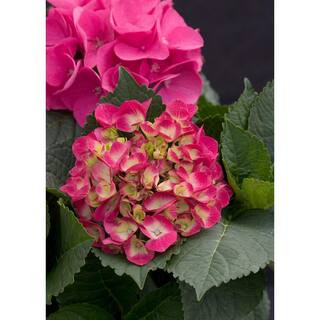 1 Gal. Cityline Paris Bigleaf Hydrangea (Macrophylla) Live Shrub, Pink, Red and Green Flowers | The Home Depot