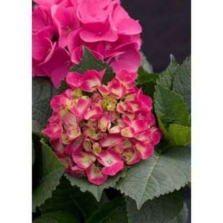 1 Gal. Cityline Paris Bigleaf Hydrangea (Macrophylla) Live Shrub, Pink, Red and Green Flowers | The Home Depot