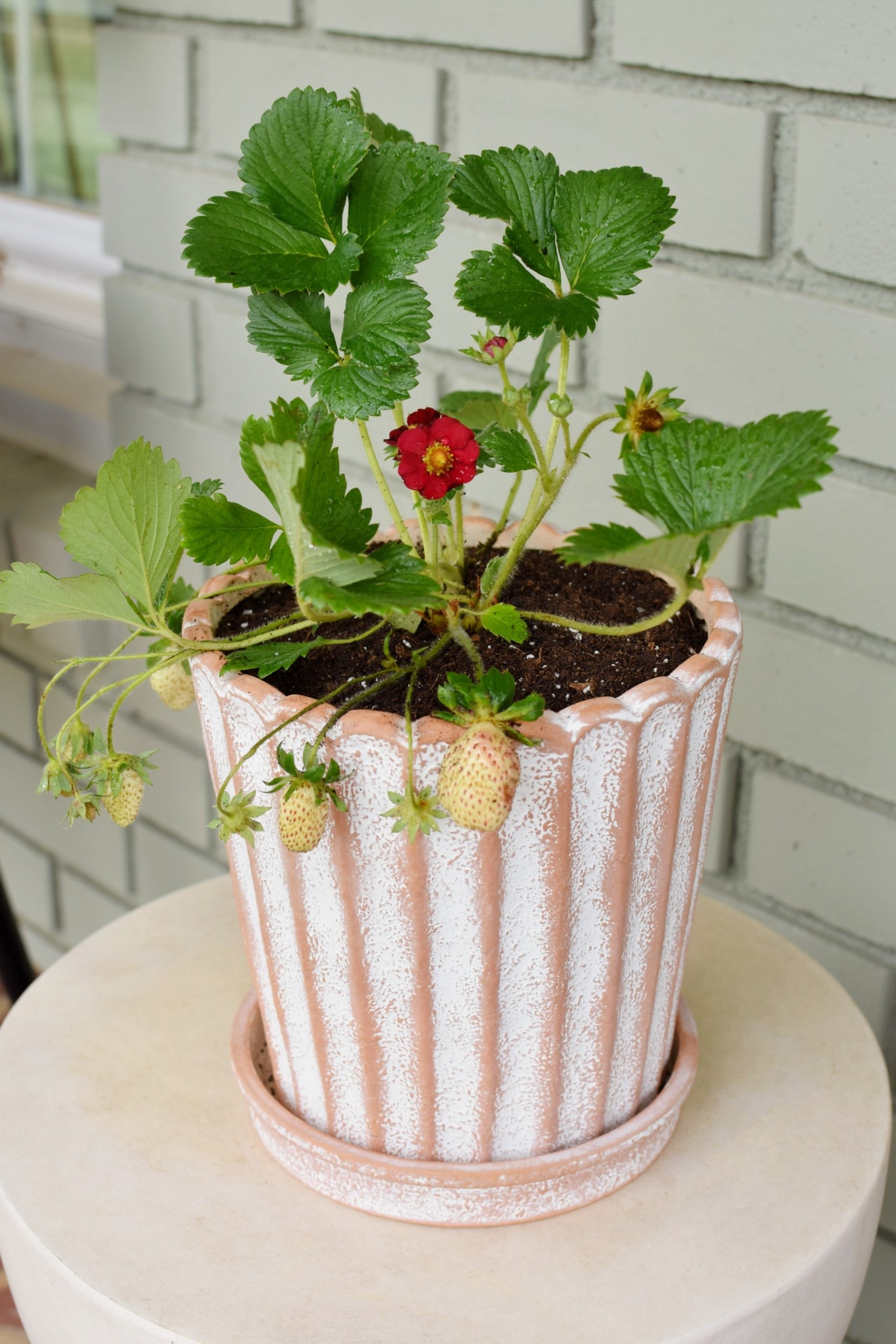 Have you ever potted strawberries? 🍓 I planted one for my sister-in-law since she hosted our family for Easter. I’m obsessed with how it turned out!!

#LTKHome #LTKdayinmylife #LTKSeasonal