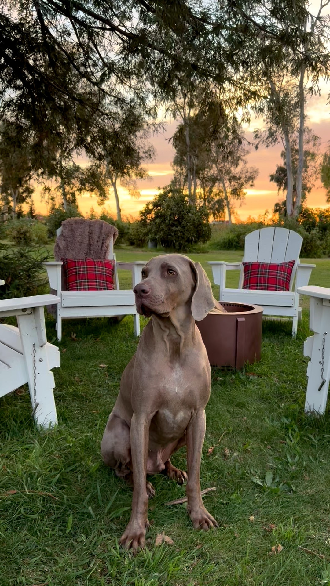 These timeless white Adirondack chairs look great adorned with red plaid throw pillows, a faux fur throw blanket! They’re perfect for the holiday season, and the fire pit will definitely keep you warm! @wayfair has everything you need to host a holiday party your friends and family will love! #wayfair #wayfairpartner #ad

#LTKHome #LTKHoliday #LTKSaleAlert