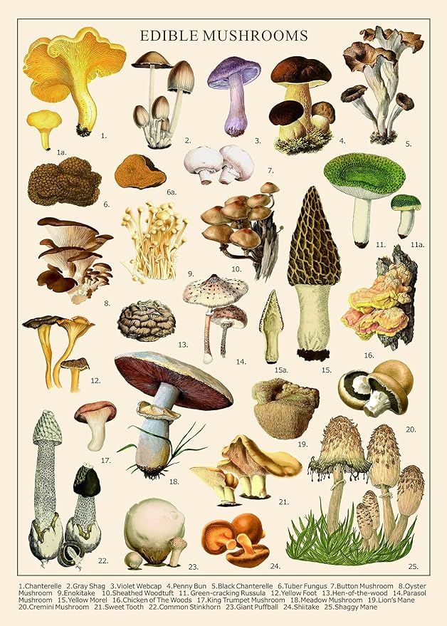 Vintage Mushroom Puzzle 1000 Pieces for Adult, Vintage Fungi Jigsaw Puzzle of 25 Edible Mushrooms... | Amazon (US)