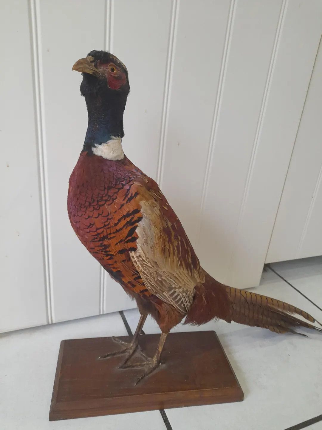 Vintage French taxidermy pheasant stuffed game bird | Etsy (US)