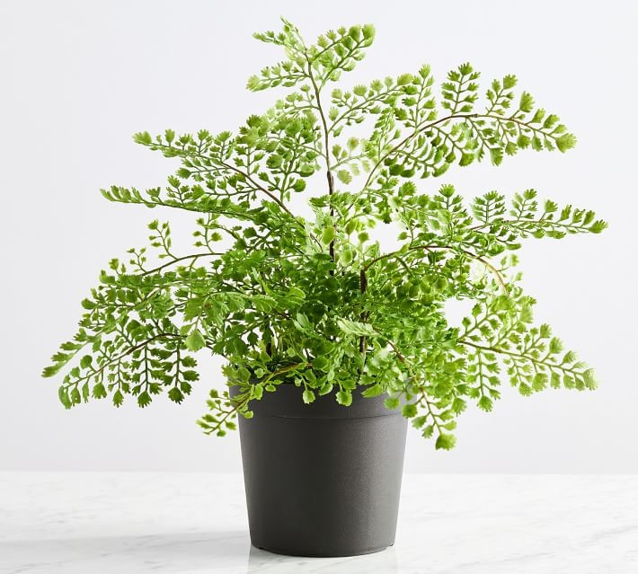 Faux Potted Maidenhair Fern, 16"H | Pottery Barn (US)