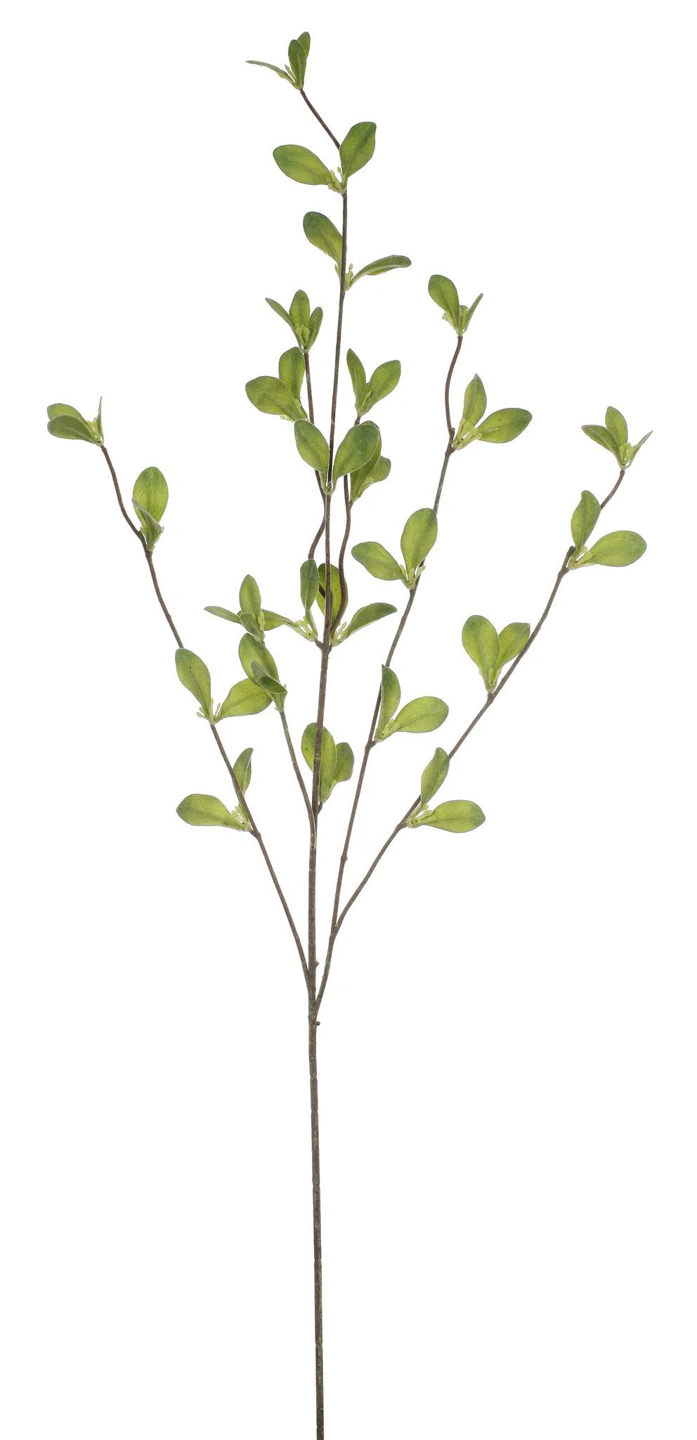 MORNING GLORY VINE BRANCH (Set of 12) | Joss & Main