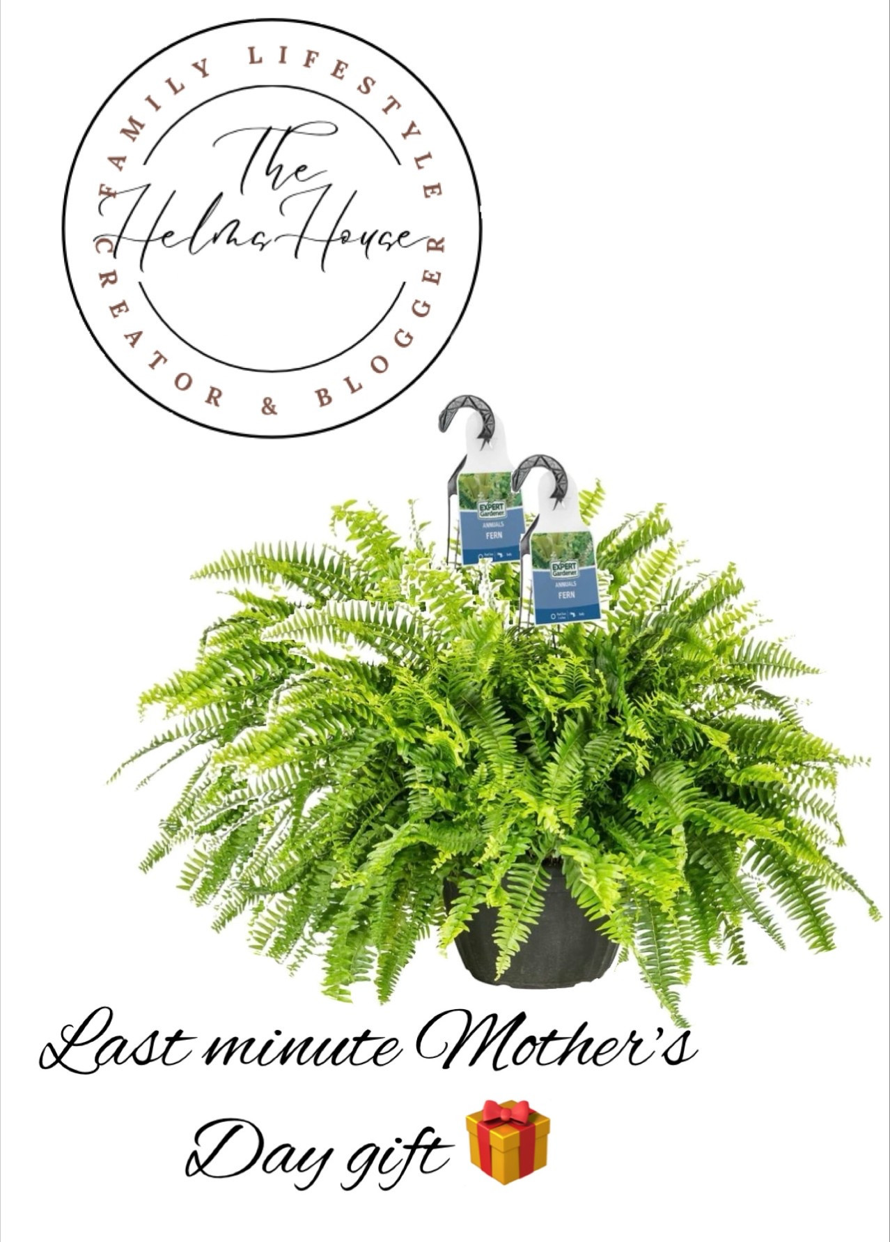 I grabbed these last year. They arrived at my door and were beautiful and large. Such a good deal - $20 for two!

#LTKMothersDay #LTKmomlife #LTKHome