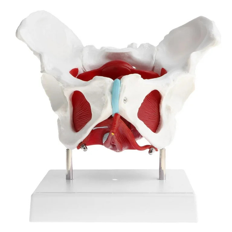 Teaching Female Pelvis Model with Removable Organs, Life Size, with Base | Walmart (US)