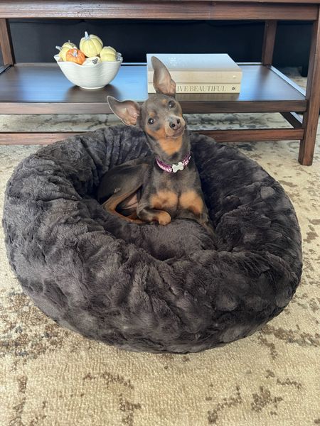 Stella is loving her new bed from Chewy!

#LTKfindsunder50