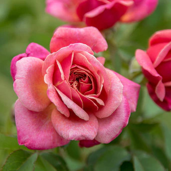 Spring Hill Nurseries Pink Flowering Queen of Elegance Tree Rose 1 -Pack 1 -Pack in Bare root | Lowe's