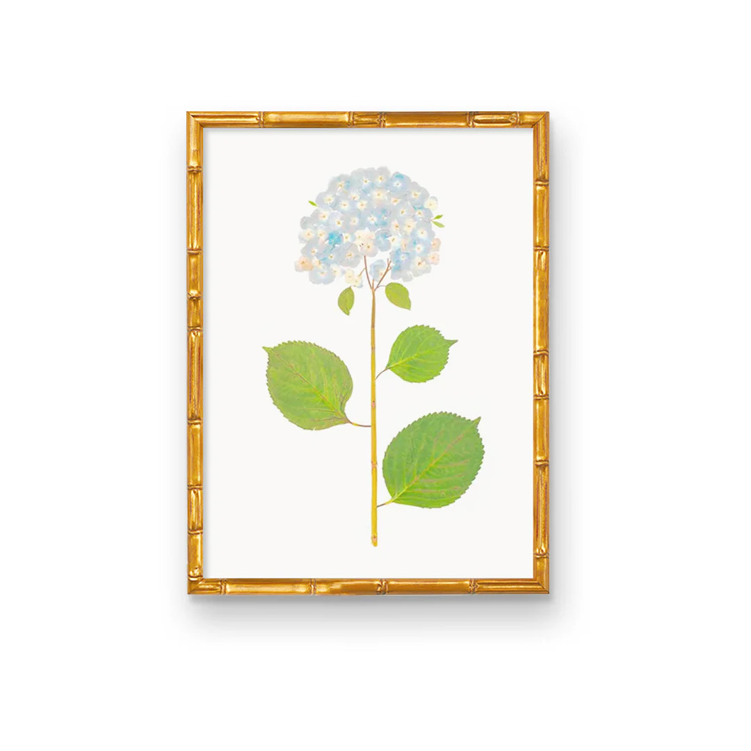 Live Real Hydrangea Art Prints | Multiple Sizes Available | Wholesale | Urban Garden Prints