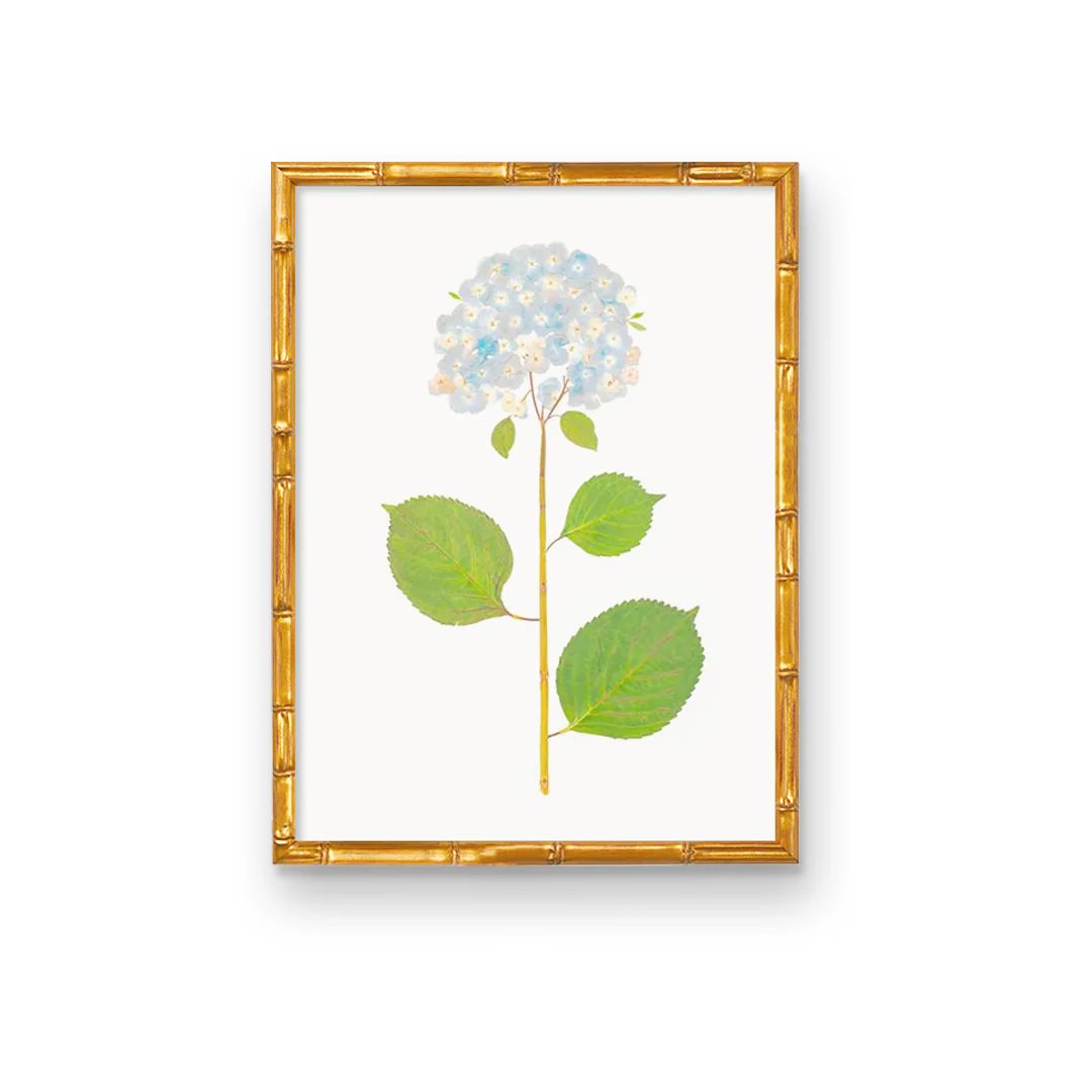 Live Hydrangea Single | Urban Garden Prints