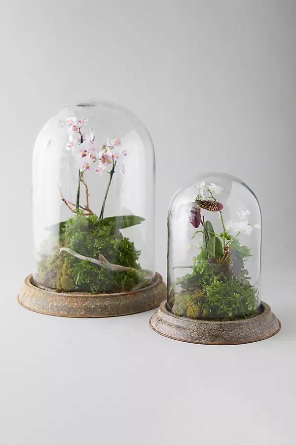 Distressed Iron + Glass Cloche | Anthropologie (US)