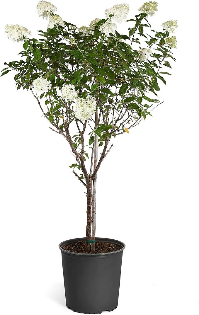 Brighter Blooms - Limelight Hydrangea Tree, 3-4 Ft. - Huge Hydrangea Blooms on a Dwarf Tree - No ... | Amazon (US)