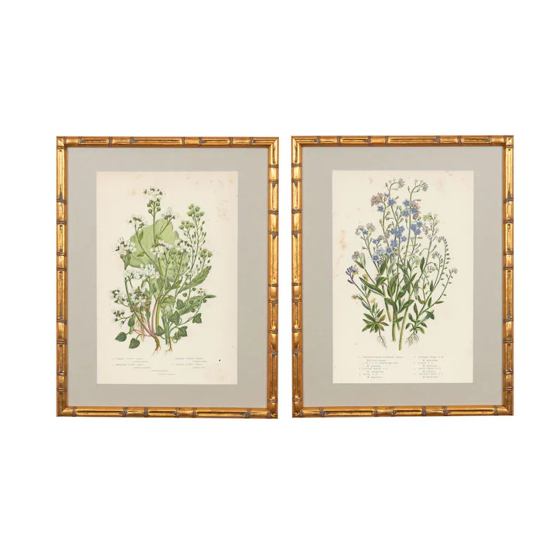 Set of Two Gilded Framed Remastered 19th Century British Botanical Illustrations with Fabric Mat ... | Etsy (Global)