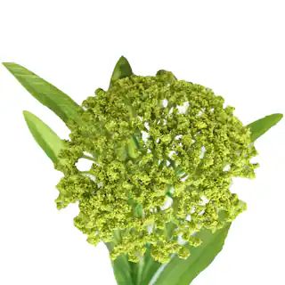 12 Pack: Green Queen Anne's Lace Spray by Ashland® | Michaels | Michaels Stores