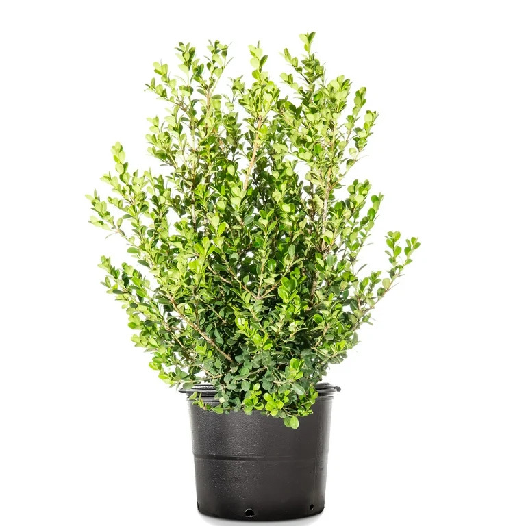 PERFECT PLANTS(5.0)|2 1 Gal. Japanese Boxwood - Hardy Evergreen Hedge Plant  Free shippingFree 30... | Walmart (US)