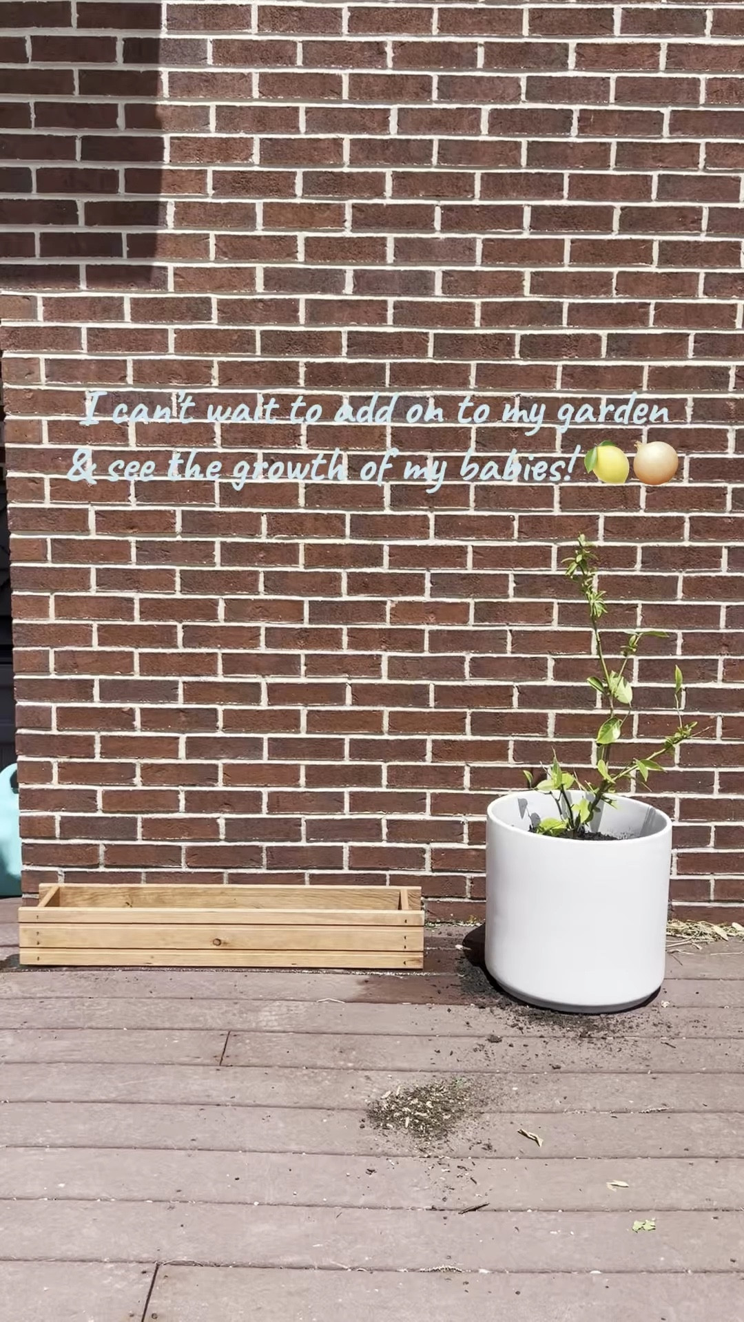 Started a mini garden! Can’t wait to see how this goes!! 🧅🍋

#LTKFamily #LTKHome #LTKSeasonal