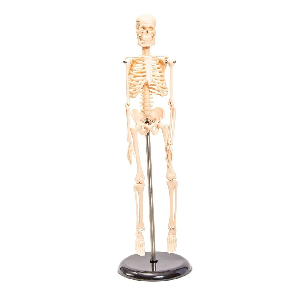 17.5" Human Skeleton Model Anatomical with Standing Bar for Anatomy Teaching - White (Teens) | Bed Bath & Beyond