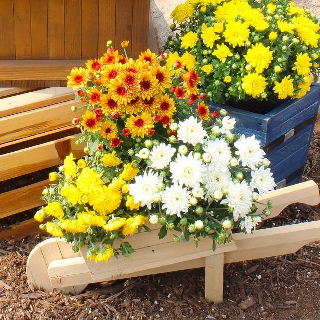 Expert Gardener 3.0QT Pink Mum Live Plant in Grower Pot | Walmart (US)