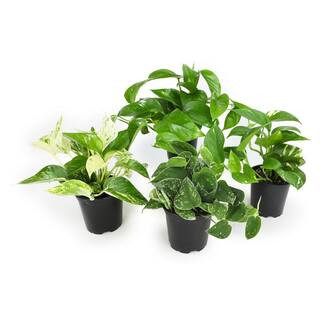 Easy Air Purifying Pothos Plants Live Indoor Houseplants Variety Pack, 4.25 in. Grower Pot, Assor... | The Home Depot