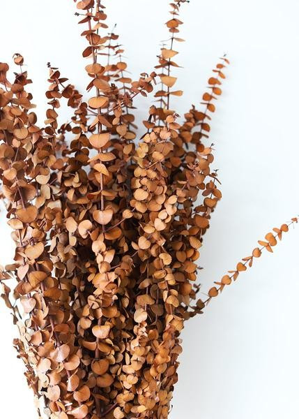 Earthy Terra Cotta Preserved Spiral Eucalyptus - 28-30" | Afloral (US)