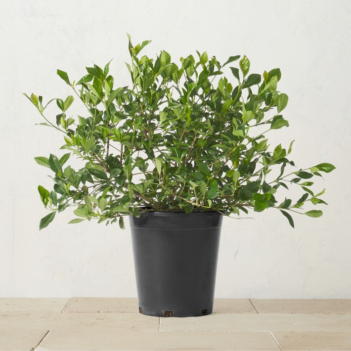 Alder & Oak Gardenia Shrub | Williams-Sonoma