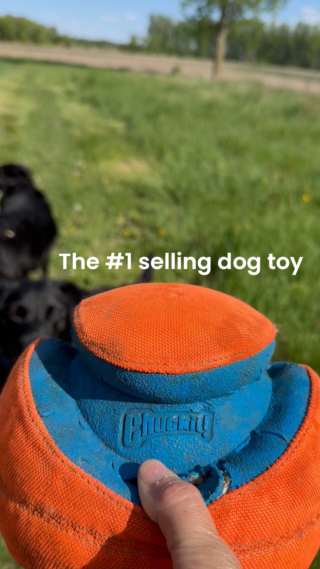 My dogs love this toy! 

#LTKFindsUnder50 #LTKSummerEdit #LTKActive